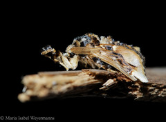 Paleophobetron perornata