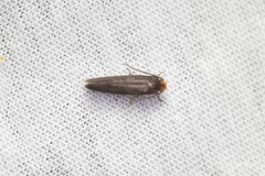 Cephimallota crassiflavella