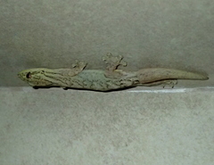 Thecadactylus solimoensis