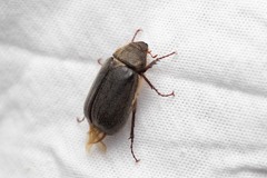 Aplidia transversa transversa