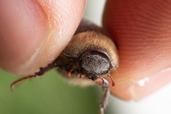 Aplidia transversa transversa