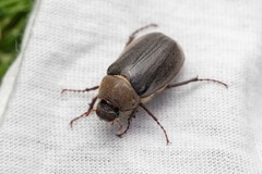 Aplidia transversa transversa