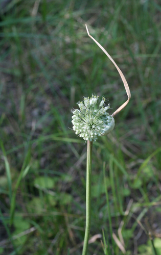 Allium affine (Allium affine)