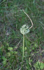 Allium affine