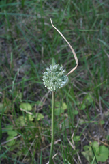 Allium affine