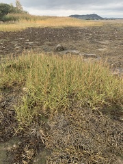Sporobolus anglicus