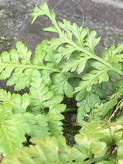 Asplenium adiantum-nigrum