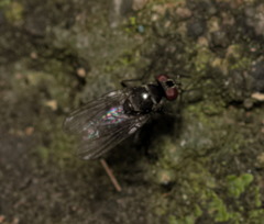 Limnophora