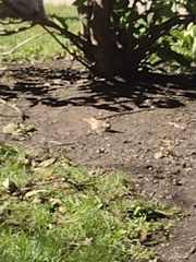 Passer domesticus