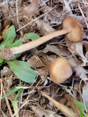 Inocybe cicatricata