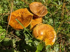 Suillus americanus