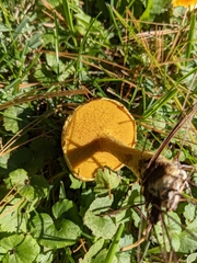 Suillus americanus