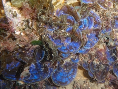Lobophora variegata
