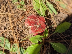 Russula