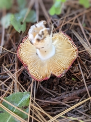 Russula