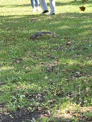 Sciurus carolinensis