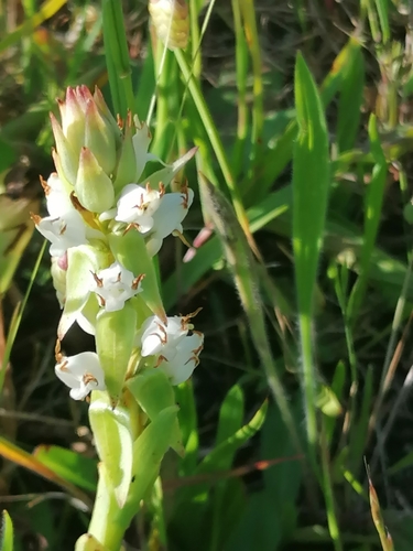 Image of Satyrium ligulatum by no rights reserved