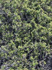 Ceanothus decornutus