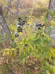 Ligustrum vulgare