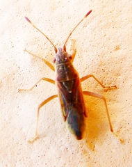 Agraphopus lethierryi