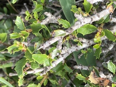 Ceanothus decornutus
