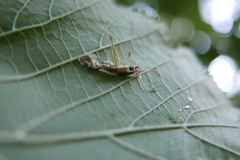 Entomophaga grylli