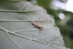 Entomophaga grylli