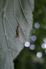 Entomophaga grylli