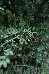 Cydalima perspectalis