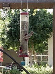 Haemorhous mexicanus