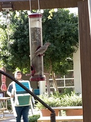 Haemorhous mexicanus