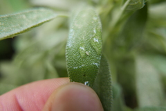 Eupteryx decemnotata