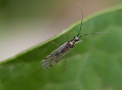 Dicyphus errans