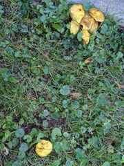 Suillus americanus