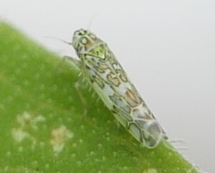Eupteryx decemnotata