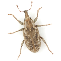 Listronotus suturalis