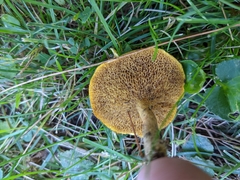 Suillus americanus