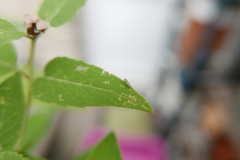 Eupteryx decemnotata