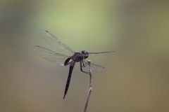 Tramea binotata