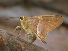 Aguna asander asander