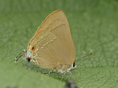 Allosmaitia strophius