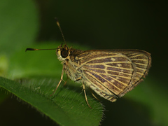 Callimormus interpunctata
