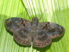Chiomara mithrax