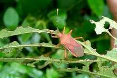 Anasa varicornis