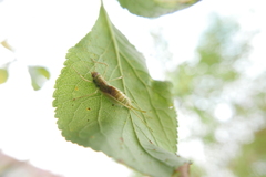 Entomophaga grylli