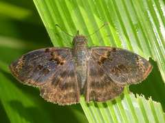 Chiomara mithrax