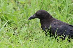 Corvus corone