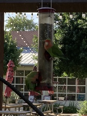 Agapornis roseicollis