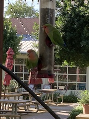 Agapornis roseicollis