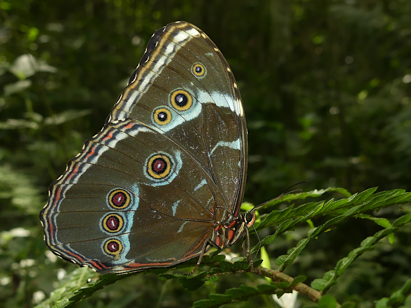 Common Morpho (Morpho helenor) · iNaturalist